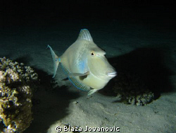 Unicorn fish during a night dive on the Southern house re... by Blaza Jovanovic 